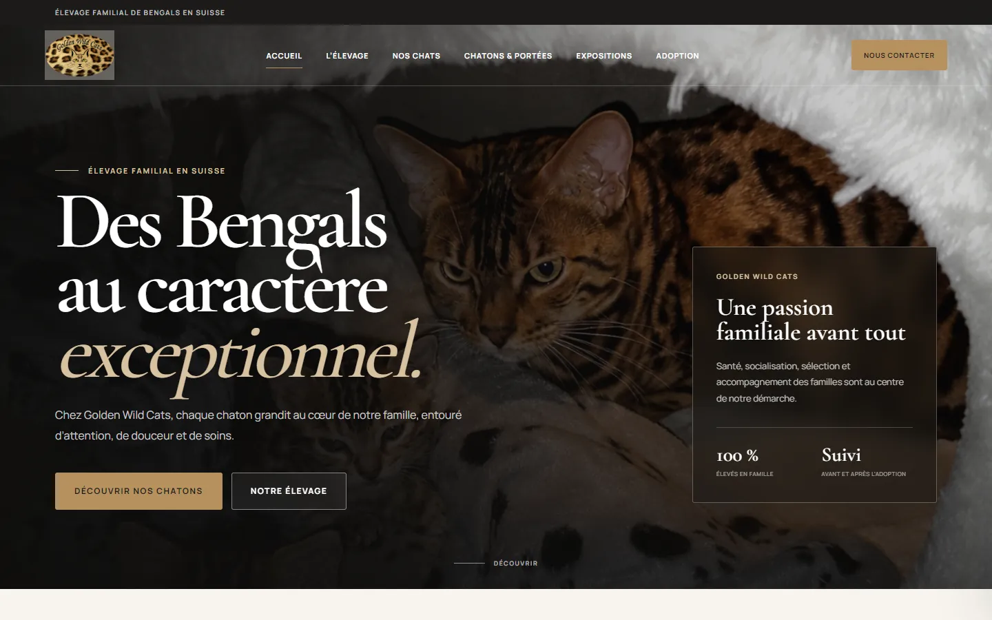 Le site Golden Wild Cats sur ordinateur